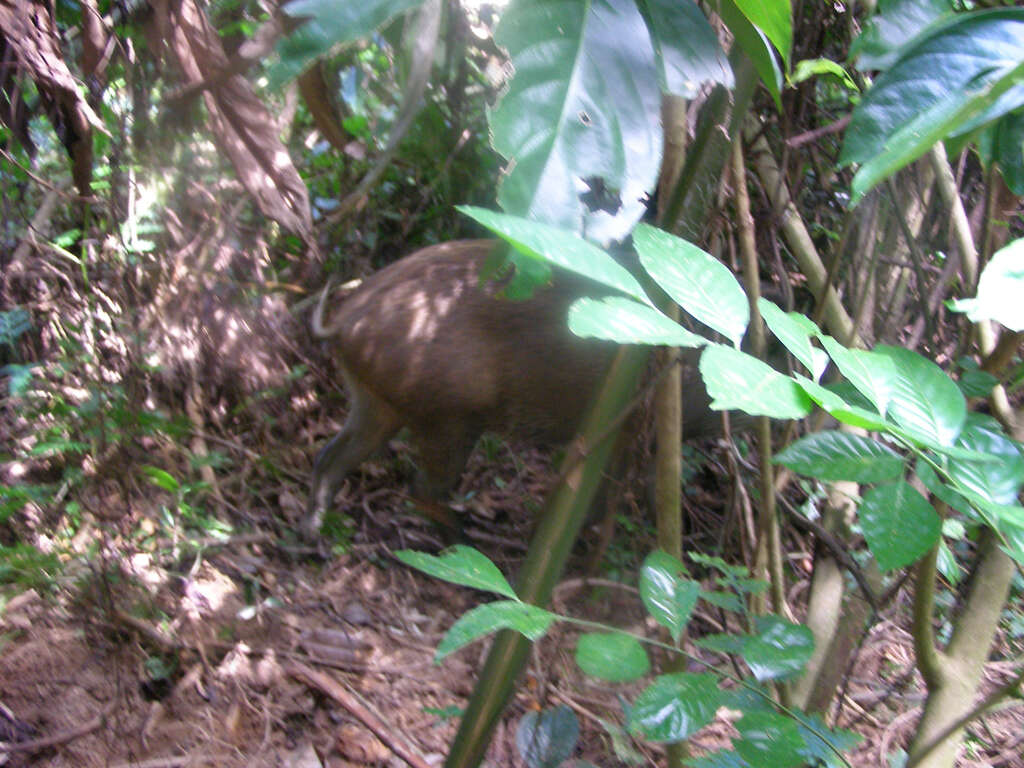 Sus scrofa vittatus Boie 1828 resmi