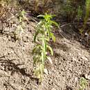 Image of Monarda humilis (Torr.) Prather & J. A. Keith