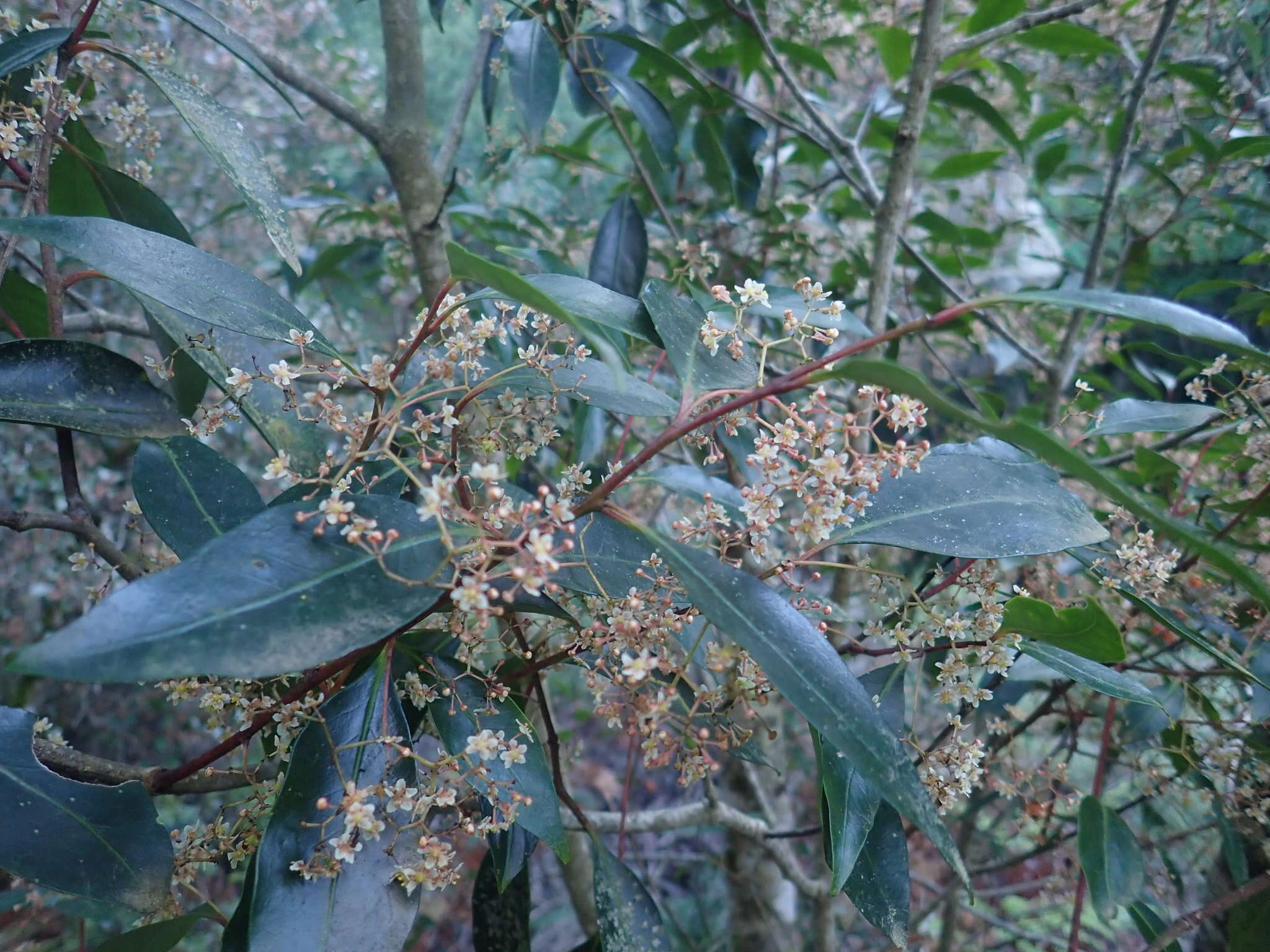 Plancia ëd Pterocelastrus rostratus (Thunb.) Walp.