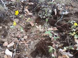 Image of Potentilla leucophylla F. Sauter