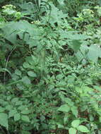 Image of hairyjoint meadowparsnip