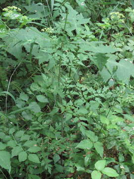 Image of hairyjoint meadowparsnip