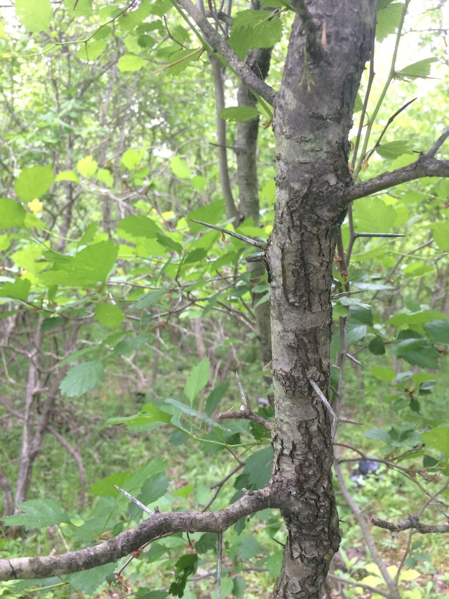 Image of Crataegus chrysocarpa var. phoeniceoides J. B. Phipps & Sennikov