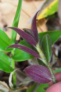 Image of Tradescantia zebrina var. mollipila D. R. Hunt