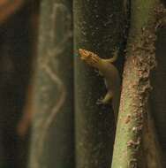 Image of Caribbean Least Gecko