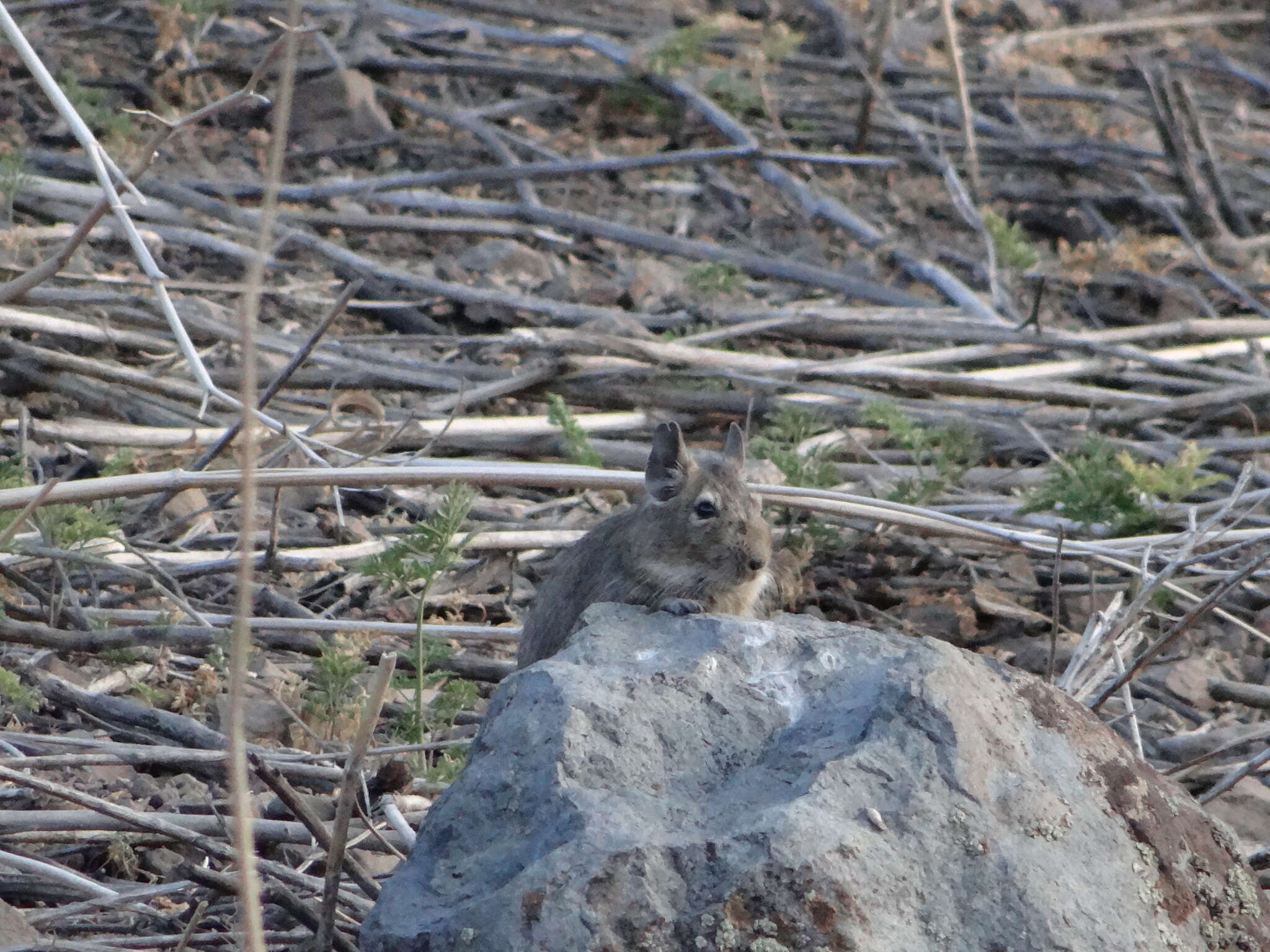 Image of degu