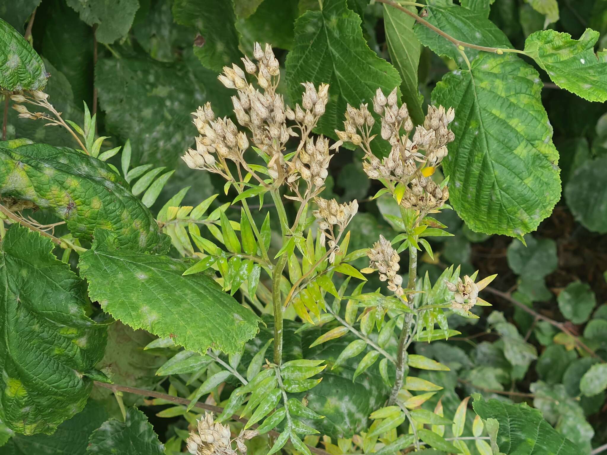 Image of Polemonium caeruleum subsp. caeruleum