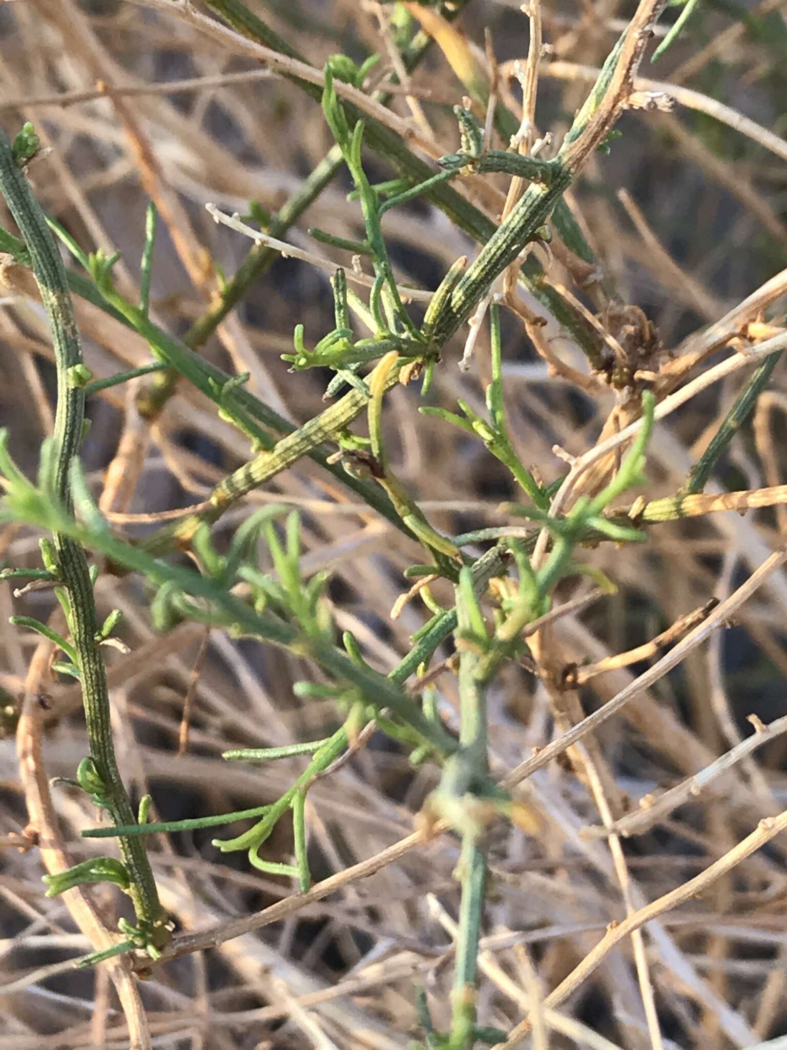 Image of Ambrosia salsola var. salsola