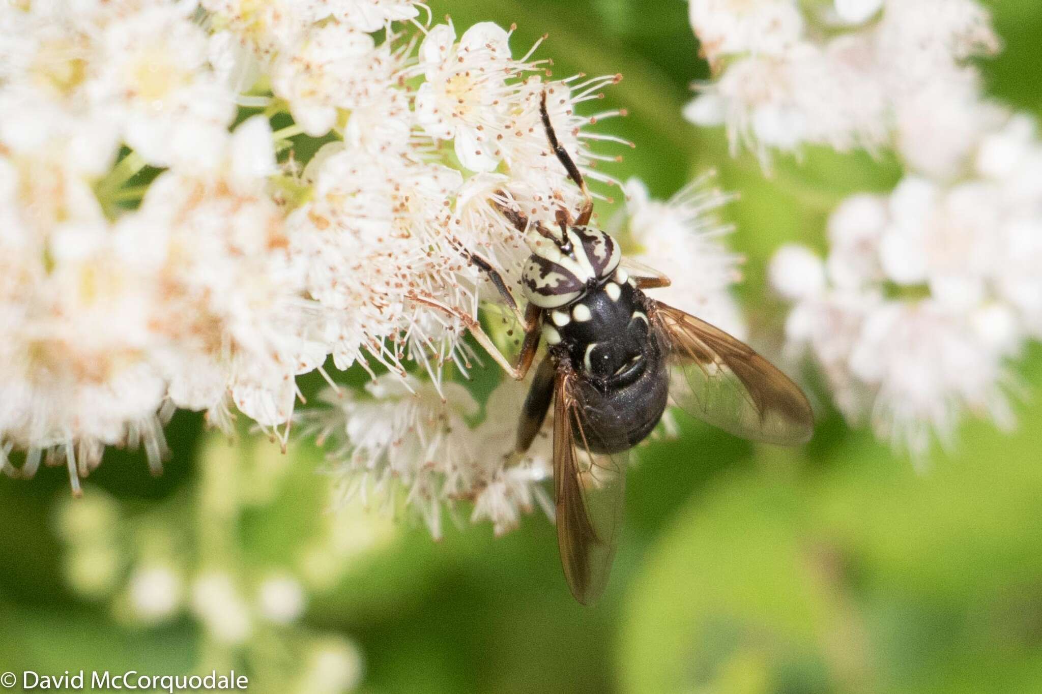 Image of Spilomyia fusca Loew 1864