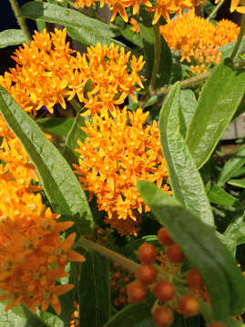 Image of butterfly milkweed