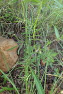 Image of Indigofera filipes Harv.