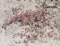 Image of Ben Lomond spineflower