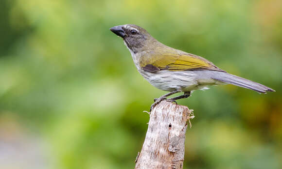 Image of Saltator striatipectus striatipectus Lafresnaye 1847