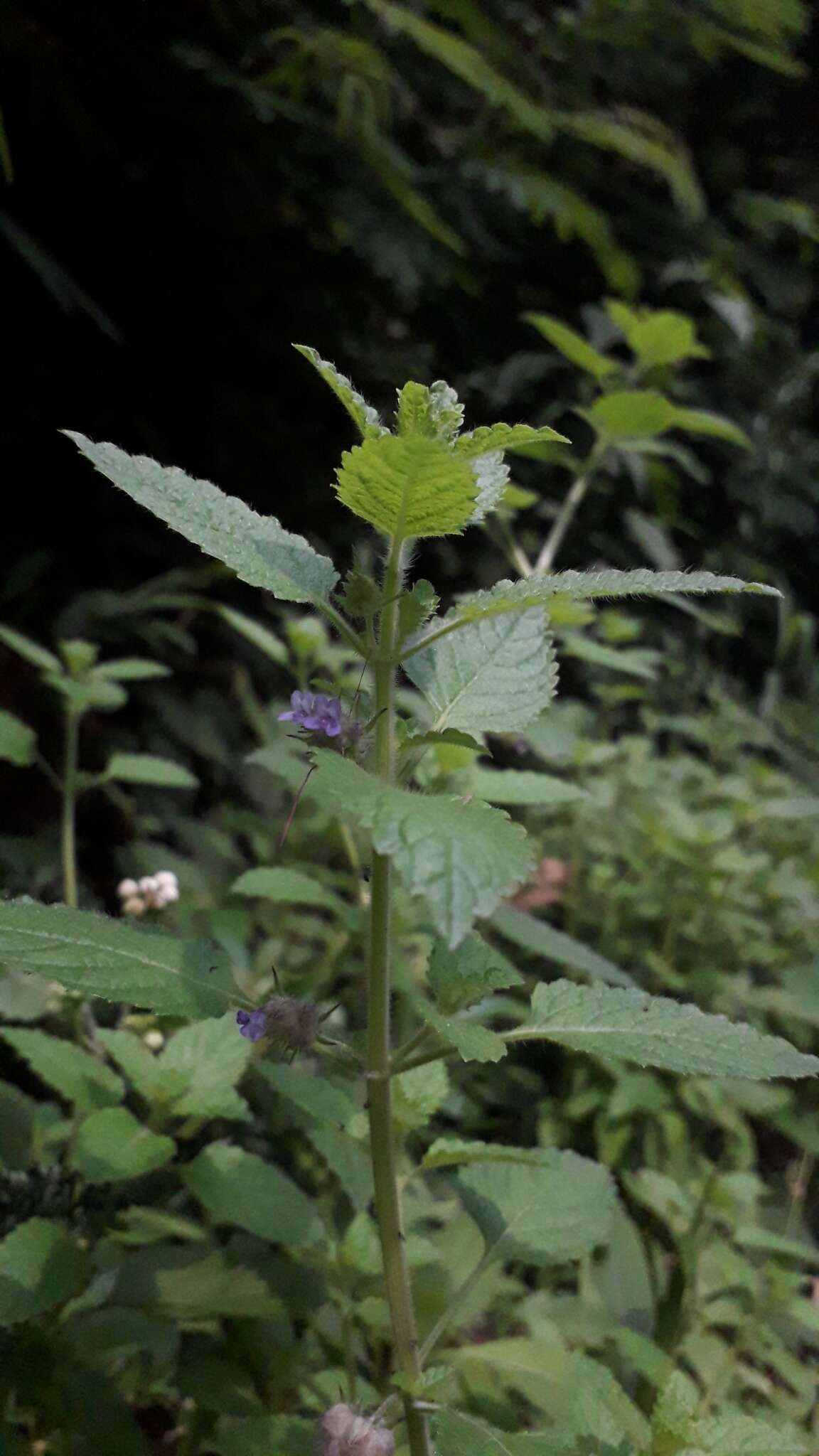 Image of marsypianthes