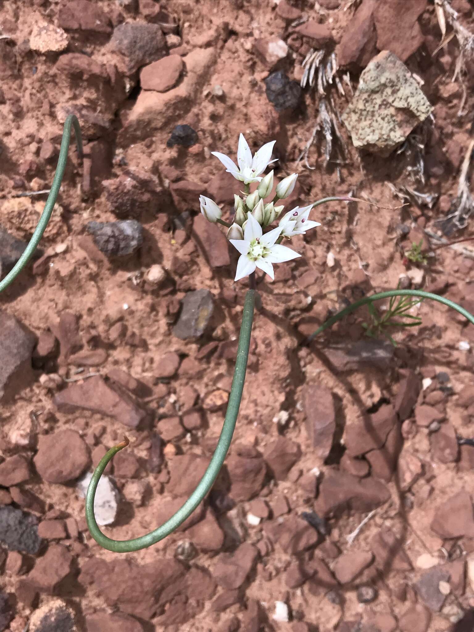 Image of Nevada onion