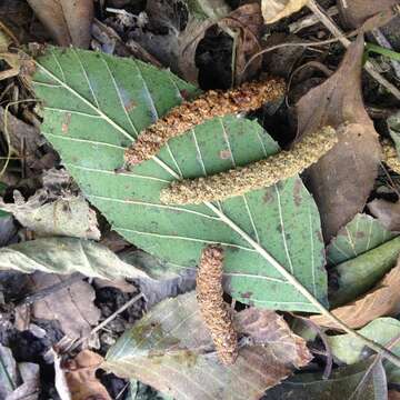 صورة Alnus acuminata subsp. glabrata (Fernald) Furlow