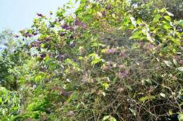 Image de Callicarpa pedunculata R. Br.