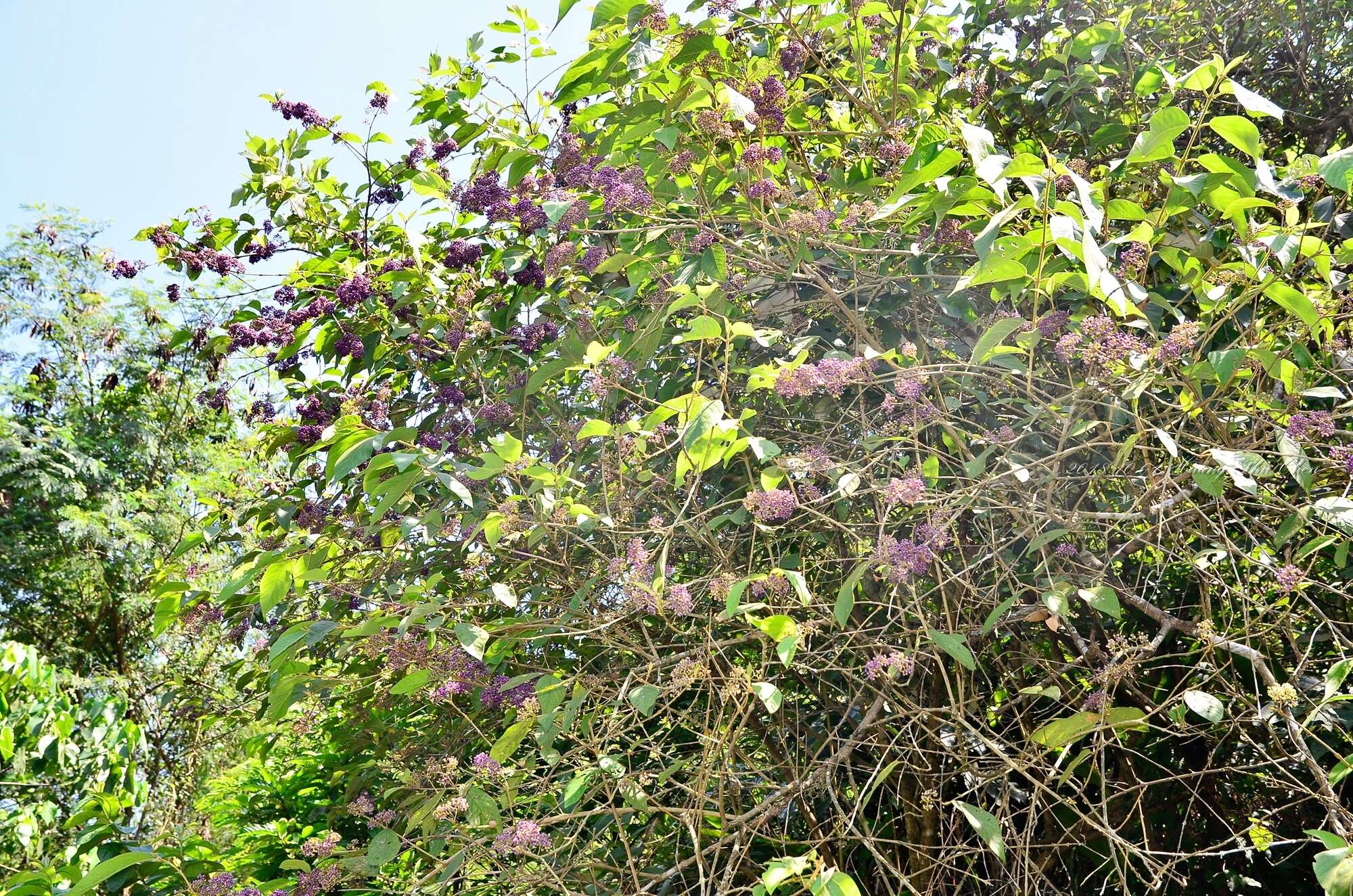 Image of Callicarpa pedunculata R. Br.