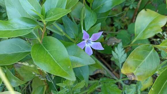 Image of Vinca difformis subsp. difformis