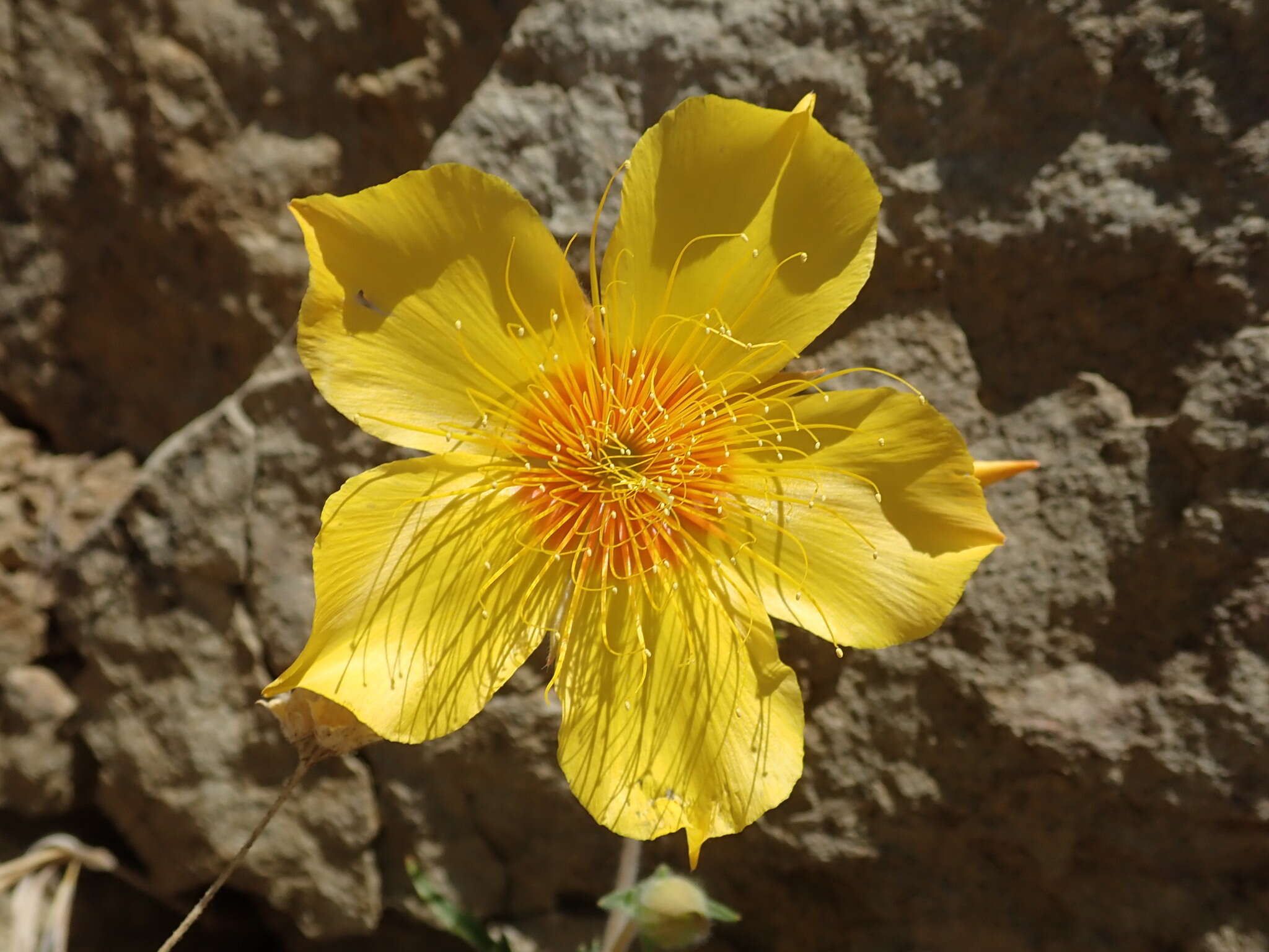 Image of Lindley's blazingstar