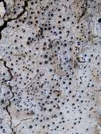 Image of rim lichen