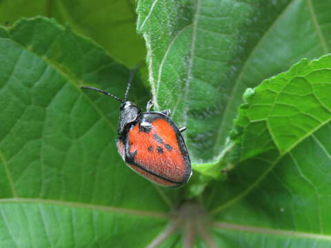 Discomorpha (Discomorpha) languinosa (Boheman 1850)的圖片