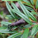 Image of Aegorhinus bulbifer Morrone 1994