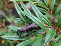 Image of Aegorhinus bulbifer Morrone 1994