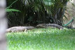 Image of Varanus salvator bivittatus (Kuhl 1820)