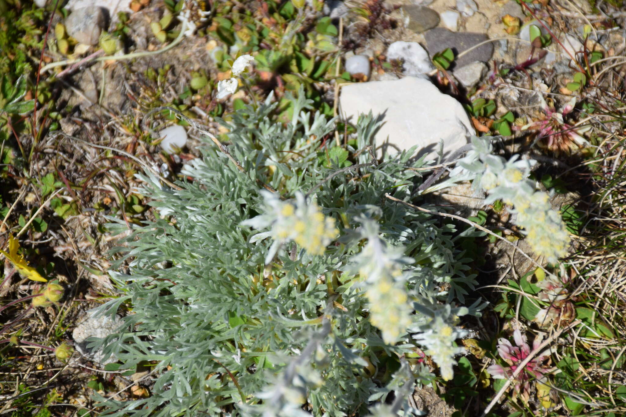 Image of Alpine Wormwood