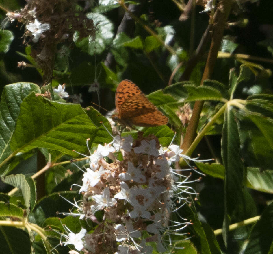 Image of Adiaste Fritillary