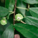 Imagem de Acalypha matsudae Hayata