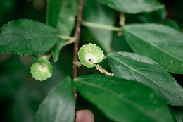 Imagem de Acalypha matsudae Hayata