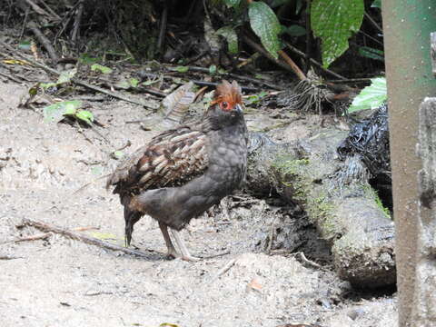 Image of Spot-winged Wood Quail