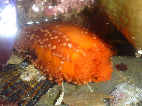 Image of Orange Sea Cucumber