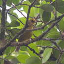 Image of Golden Babbler