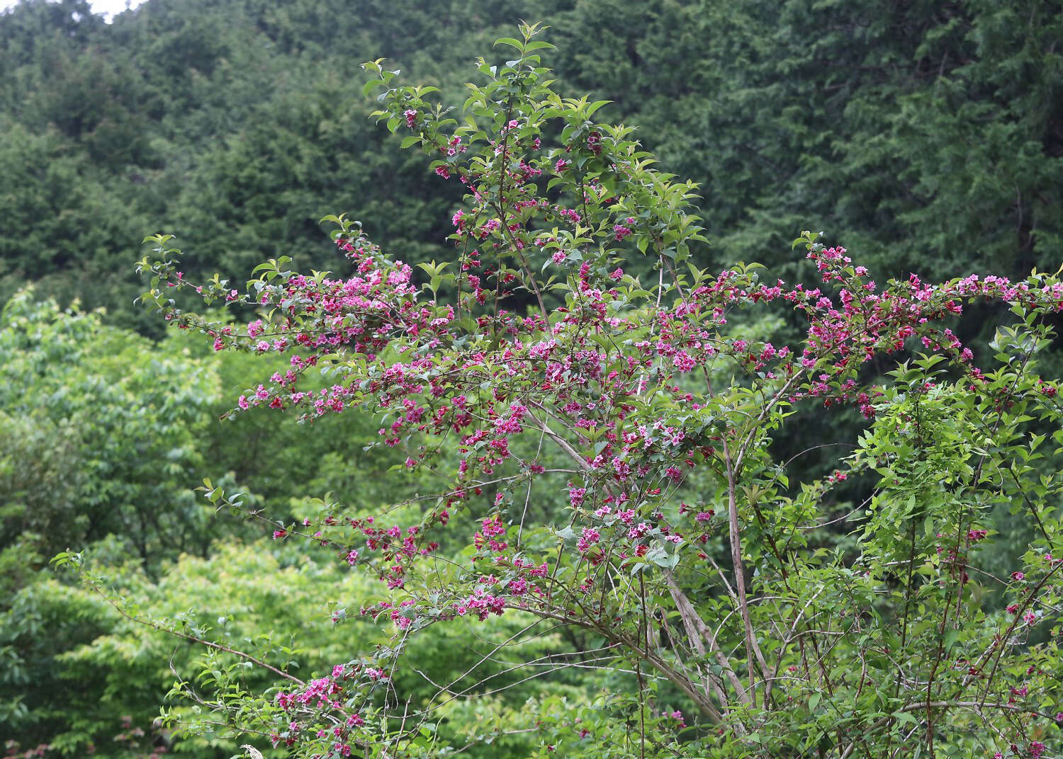 Image of crimson weigela