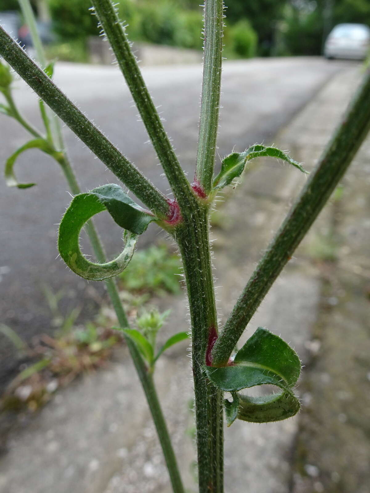 Image of hawkweed oxtongue