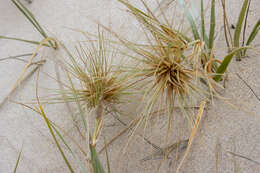 Image of hairy spinifex