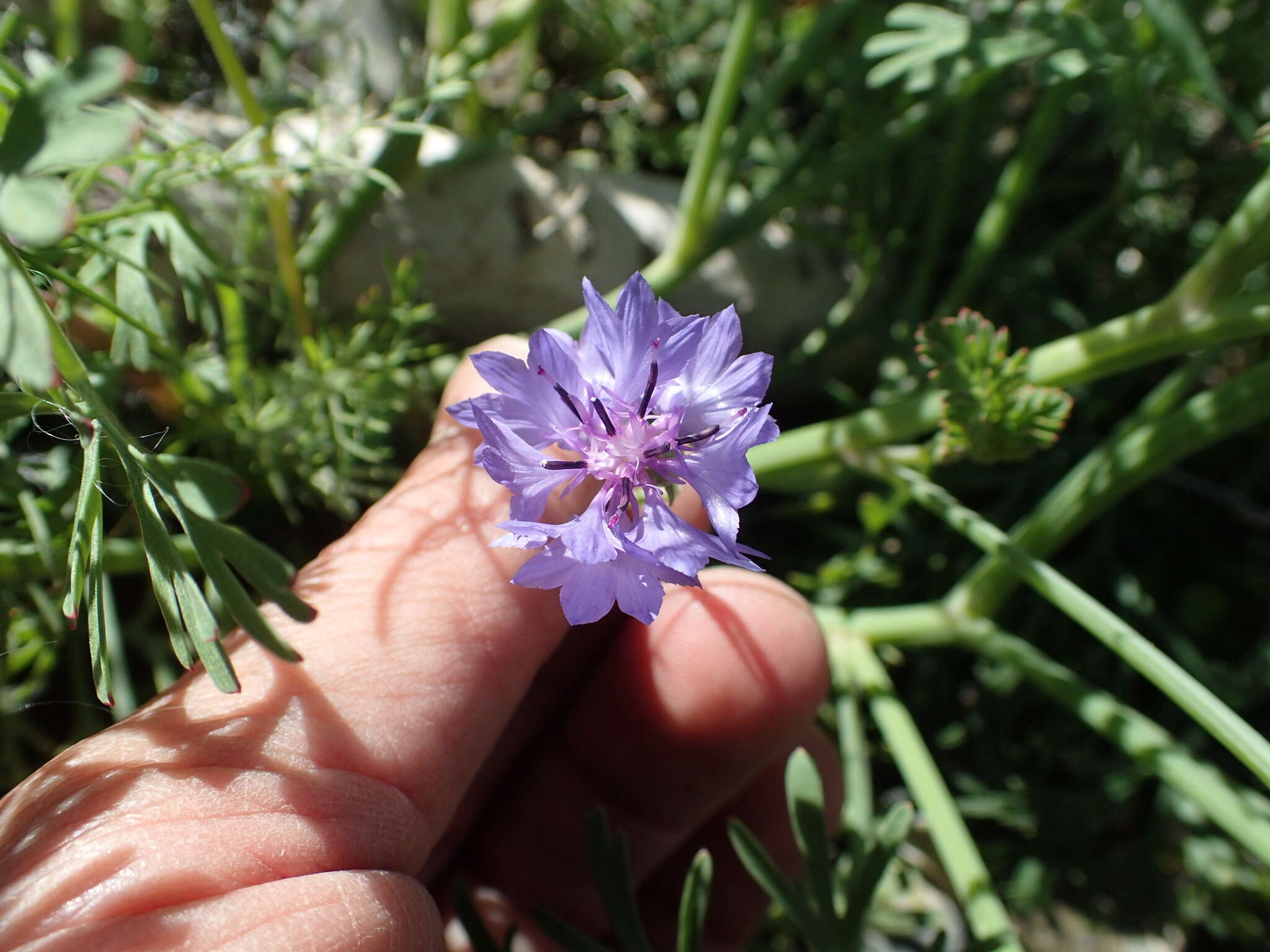 Image of Garden Cornflower