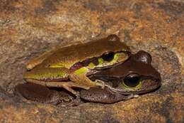 Image of Blue Mountains Tree Frog