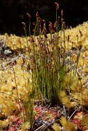 Imagem de Schizaea australis Gaud.