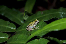 Image de Pristimantis erythropleura (Boulenger 1896)