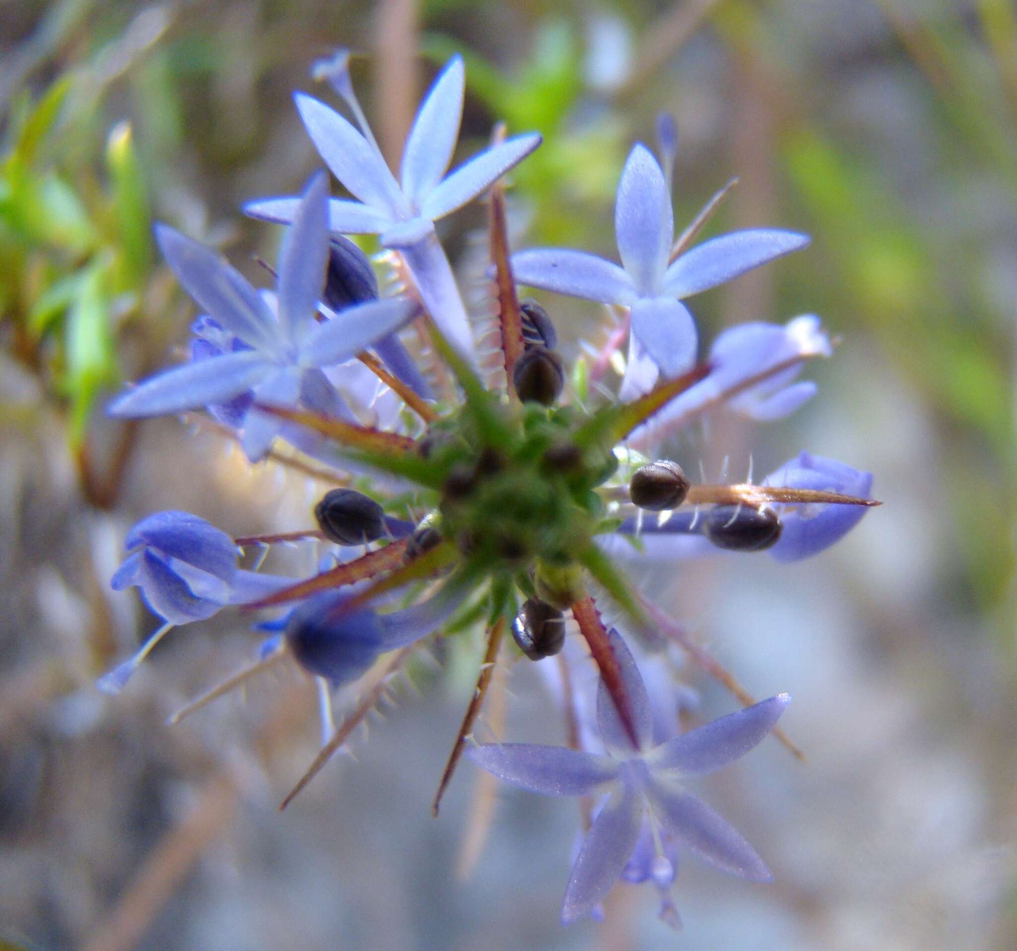 Image de Merciera eckloniana H. Buek