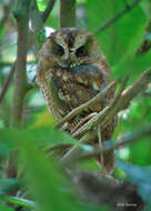 Image of Sao Tome Scops Owl