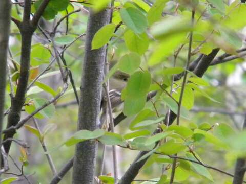 Image of Alder Flycatcher