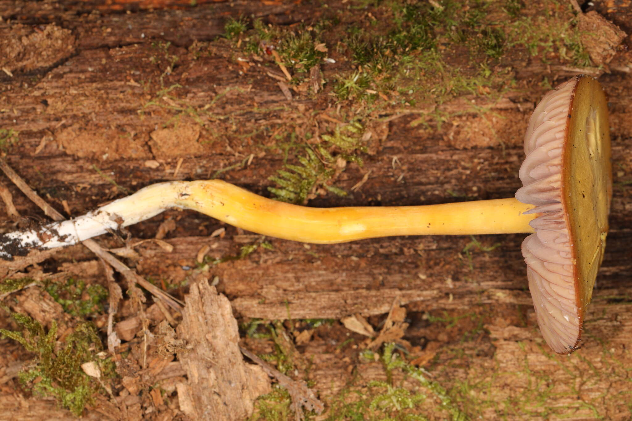 Image of Hygrocybe purpureofolia (H. E. Bigelow) Courtec. 1989