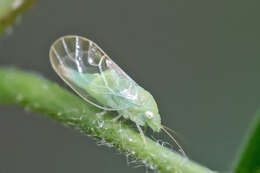 Image of Psylla carpinicola Crawford 1914