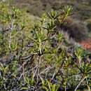 Image of Pteronia paniculata Thunb.
