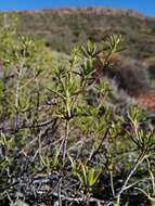 Image of Pteronia paniculata Thunb.